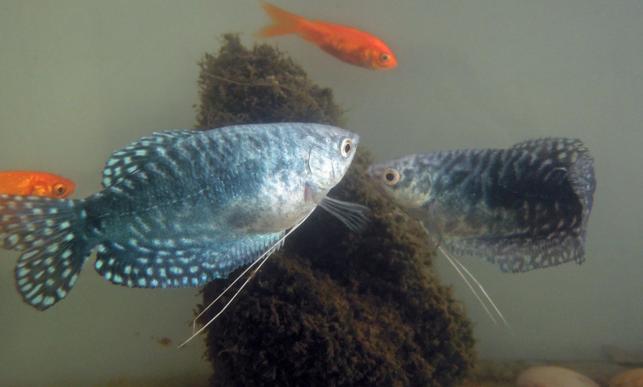 热带小型观赏鱼曼龙鱼一天喂几次,曼龙鱼可以和热带小鱼一起养么