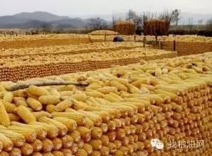 山东玉米行情月底玉米价格走势,今日最新东北玉米价格行情走势