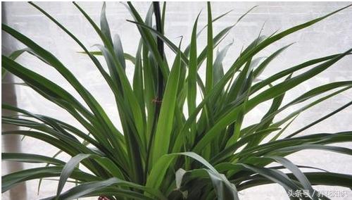 教你如何养花,教你如何养花红掌