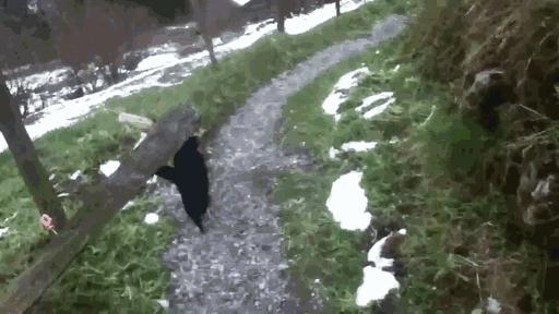 这几只喵星人，自己旅行、当护士、萌爆啦！