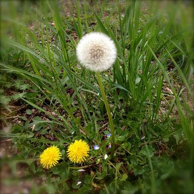 路边的花草也能治愈生活,路边的花可以带回家种吗