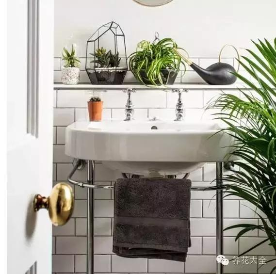 旺家十大爬藤植物排名,财运最旺的绿植是什么