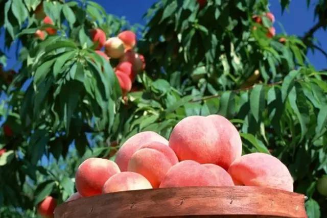 平谷区如何发展,平谷区未来的发展规划