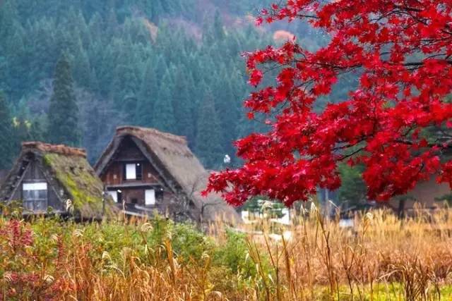 红叶堪比京都，温泉不输北海道的赏枫地，11-12月往返机票￥800+，不用担心人潮说走就走