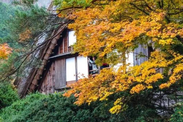 红叶堪比京都，温泉不输北海道的赏枫地，11-12月往返机票￥800+，不用担心人潮说走就走