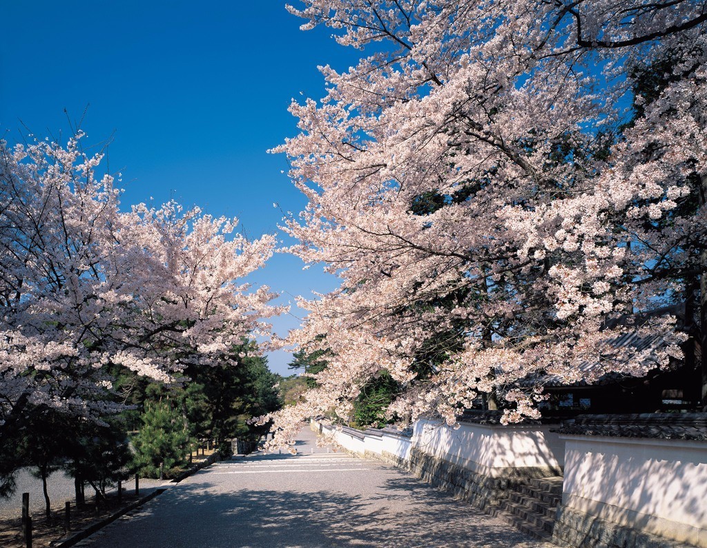 表坛劲刮东瀛风，换个方向买买买！