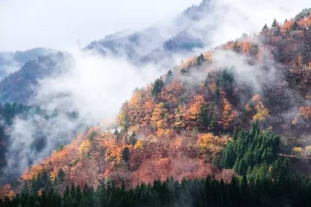 红叶堪比京都，温泉不输北海道的赏枫地，11-12月往返机票￥800+，不用担心人潮说走就走