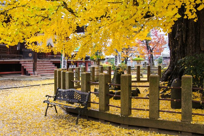 红叶堪比京都，温泉不输北海道的赏枫地，11-12月往返机票￥800+，不用担心人潮说走就走