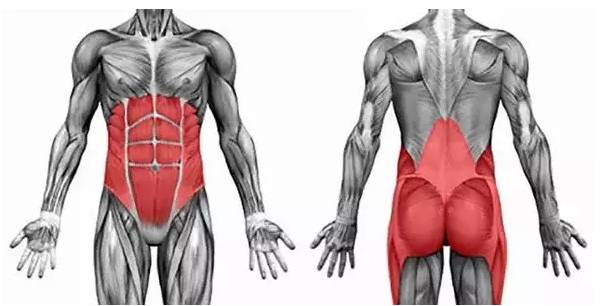 你永远不知道什么是真正的肌肉,每个人都有的肌肉是什么肌肉