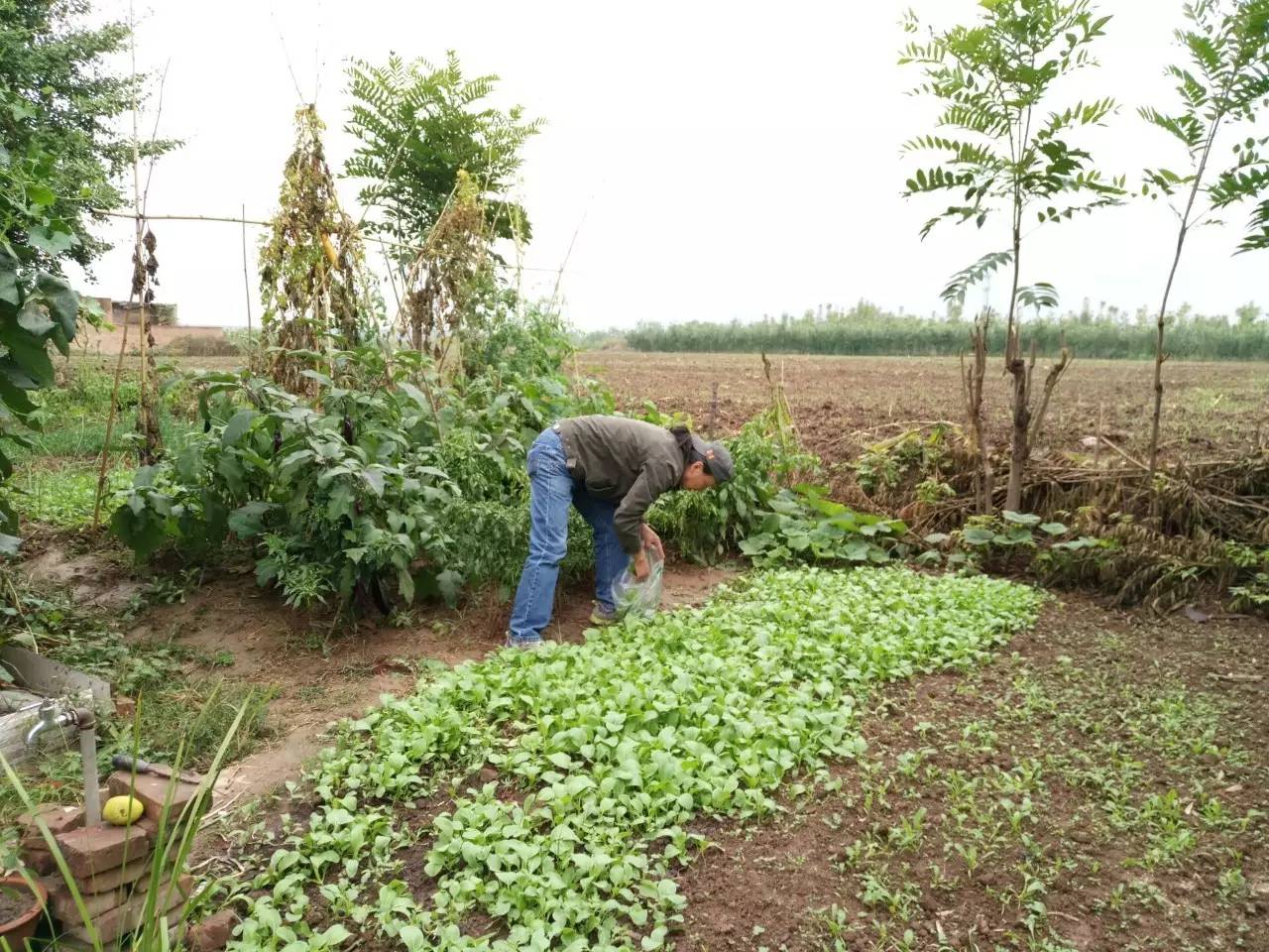 此地人|忘情指舞——大师级手工制琴师解小石