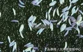 柑橘里长蛆虫能吃吗,吃到蛆柑怎么办