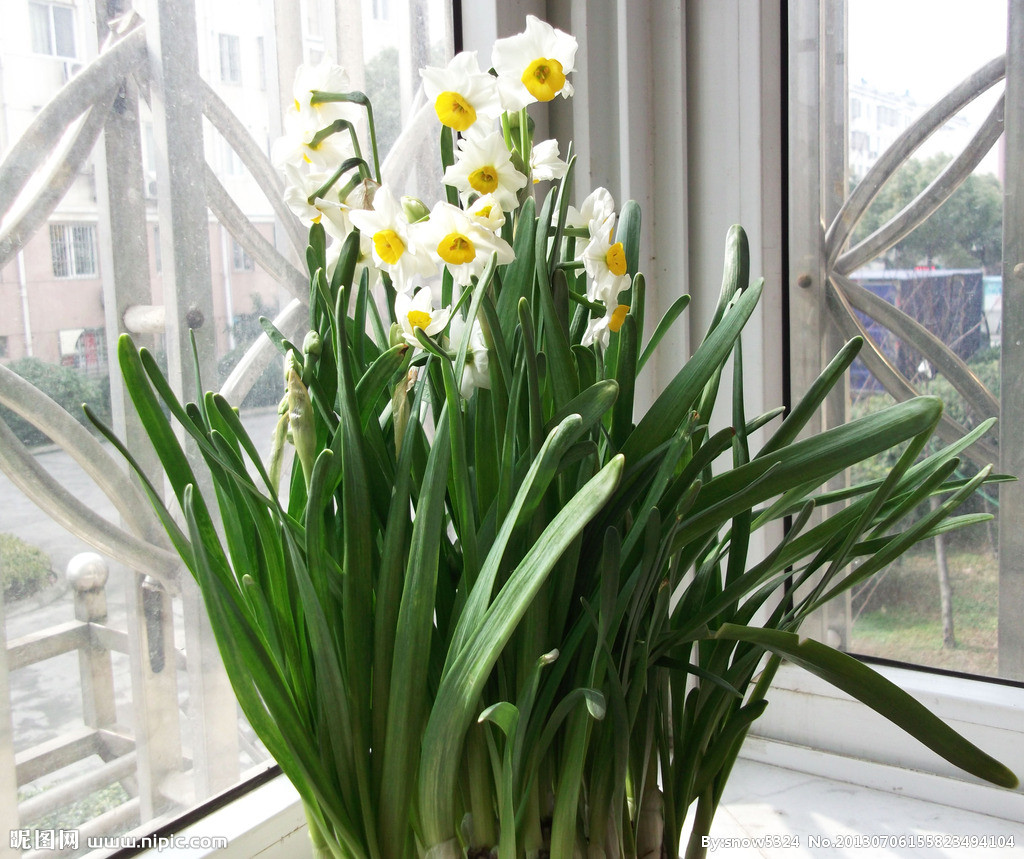 猫咪不吃东西,喵咪不能吃什么植物