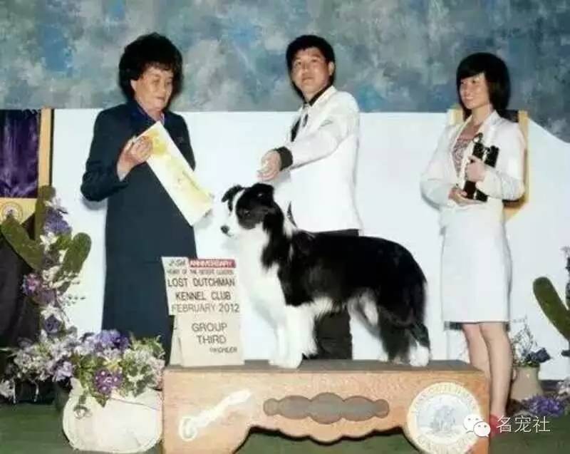 巴西淘淘老年犬,巴西淘淘幼犬狗粮