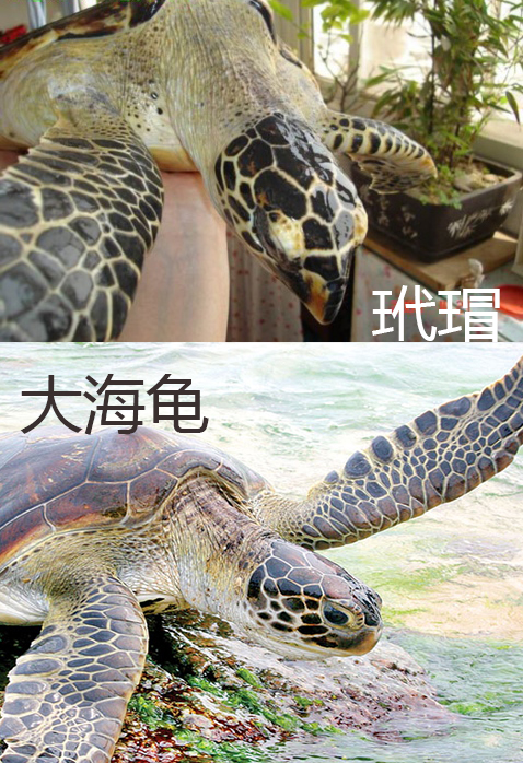 阿蒙课堂-海洋中的瑰宝：玳瑁