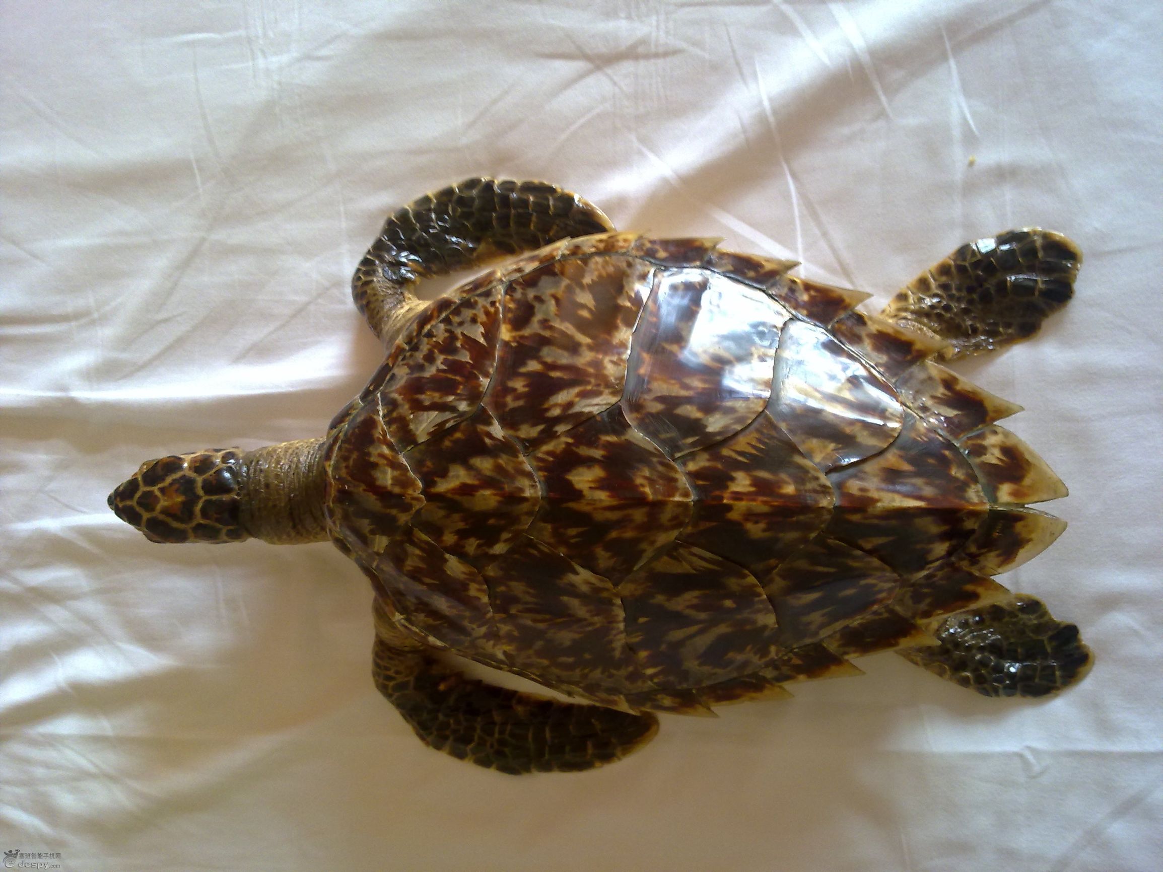 阿蒙课堂-海洋中的瑰宝：玳瑁