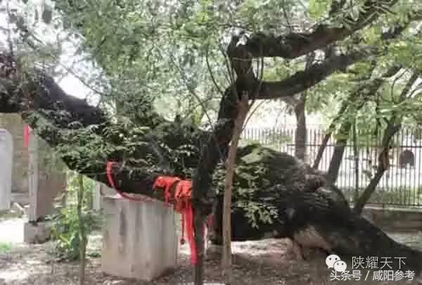 咸阳“十大树王”出炉！你知道几颗关于他的故事？