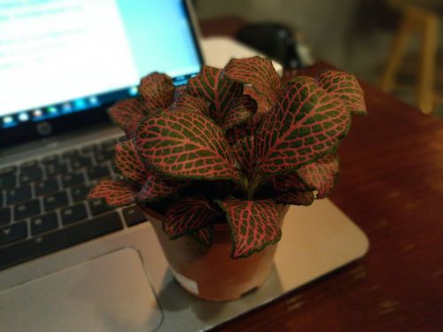 荣耀畅玩6x双摄拍照效果怎么样,手机双摄像头普及