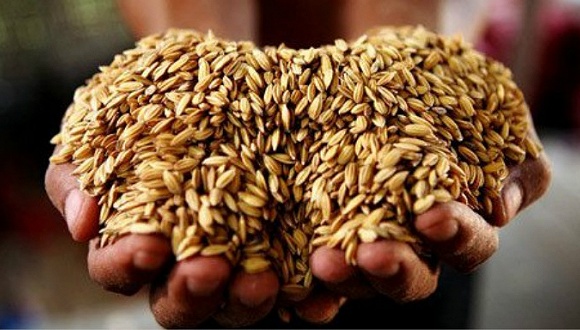 今年稻谷托市价,今年稻谷收购价跌了好多会回升吗