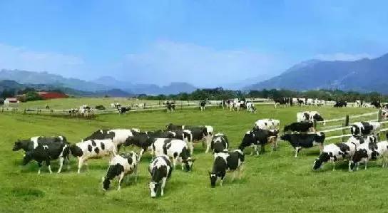 台湾初鹿牧场,台湾初鹿牧场在哪里