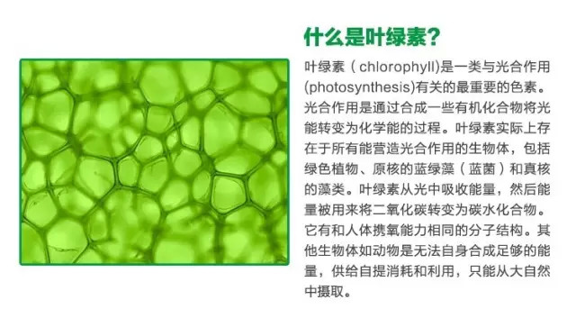 叶绿素焕肤红蓝光,叶绿素可以美容养颜