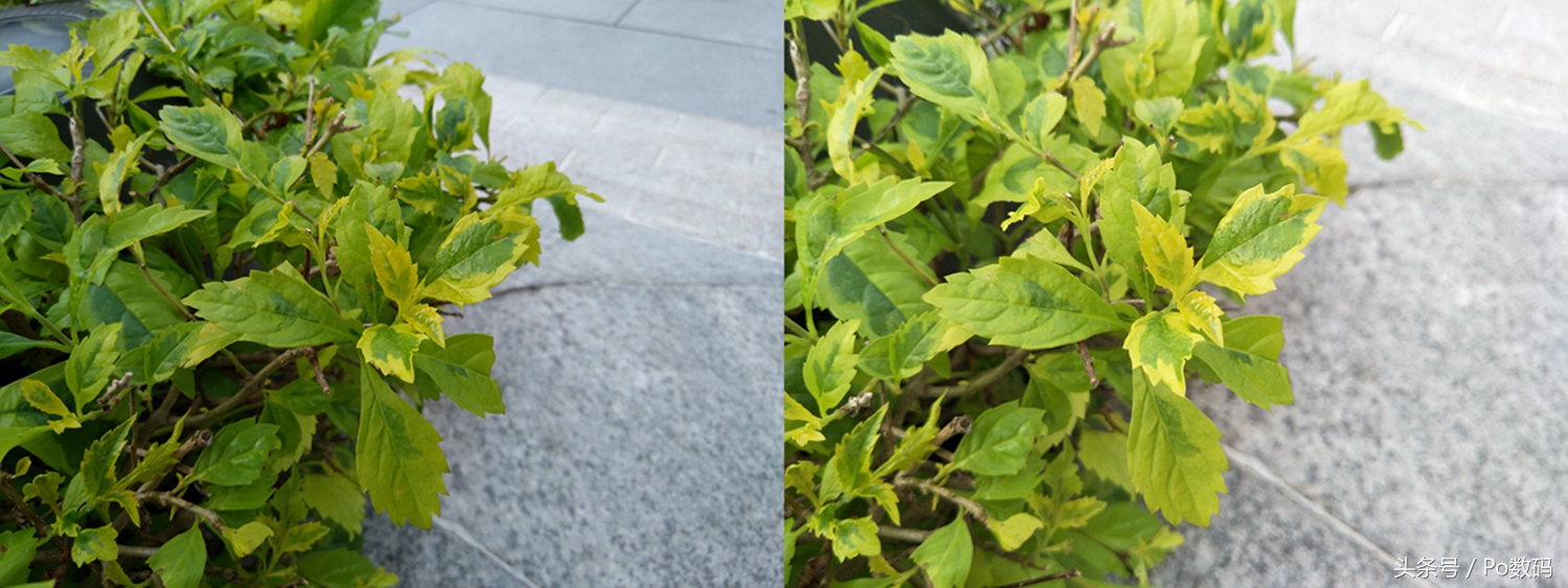 拍照媲美14ultra的千元机,拍照技术照片测评