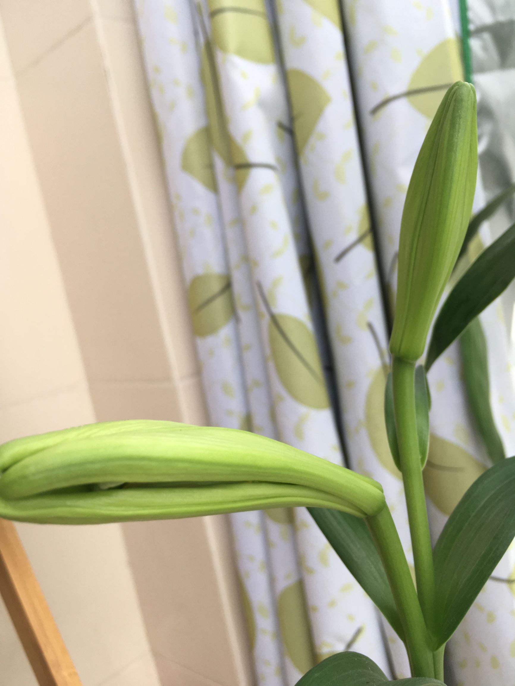 90后在阳台种菜,南京阳台种菜的真实感受