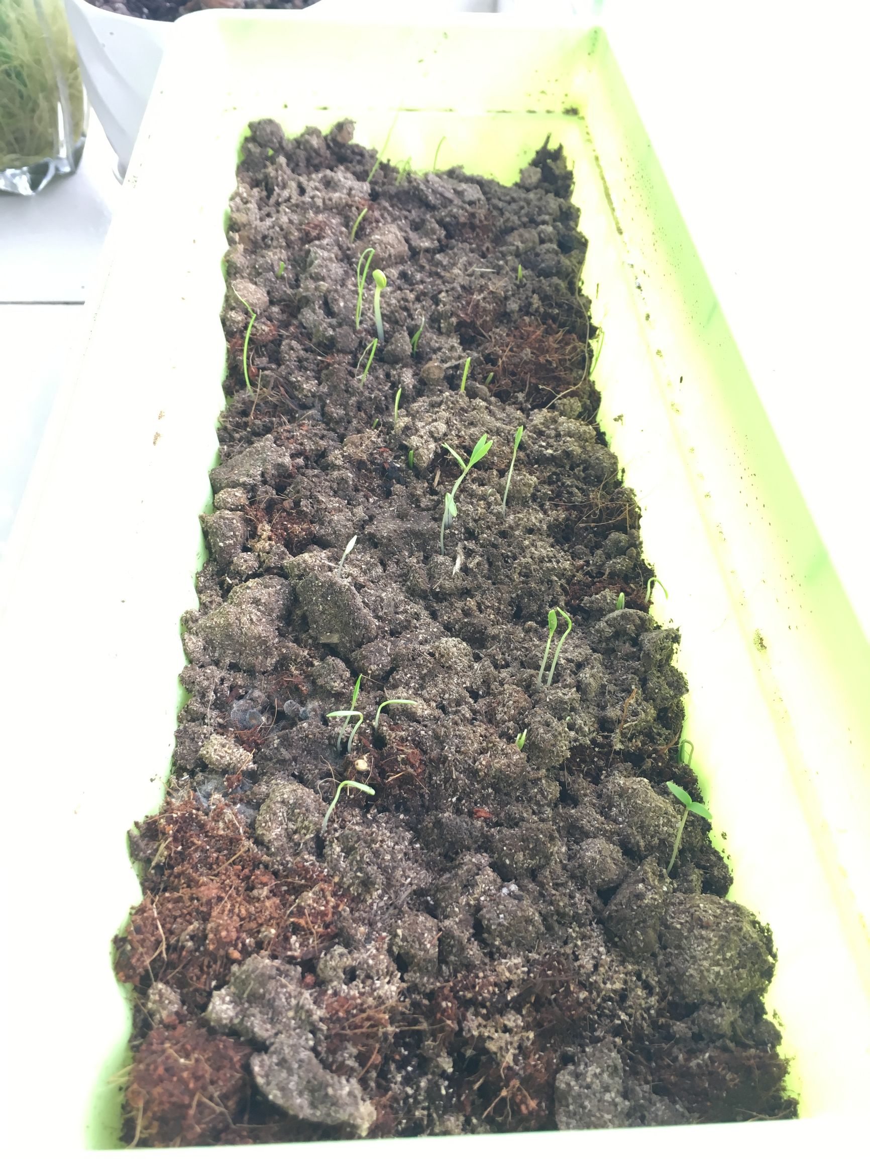 90后在阳台种菜,南京阳台种菜的真实感受