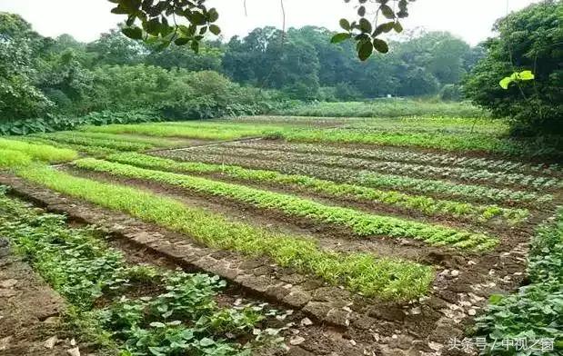 湖北洪湖小众旅游景点推荐,洪湖周末游玩好去处