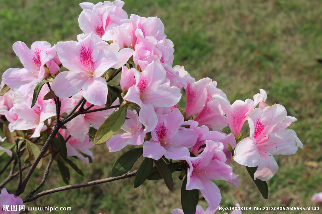 猫咪不吃东西,喵咪不能吃什么植物