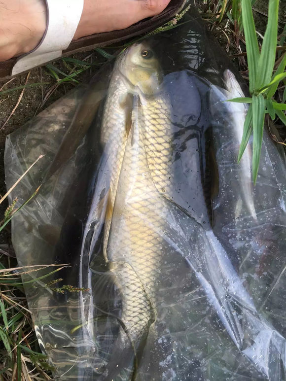 为什么野钓更舒服,为什么野钓要钓底