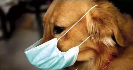 狗狗体臭是什么原因造成,狗狗有体臭怎么去除