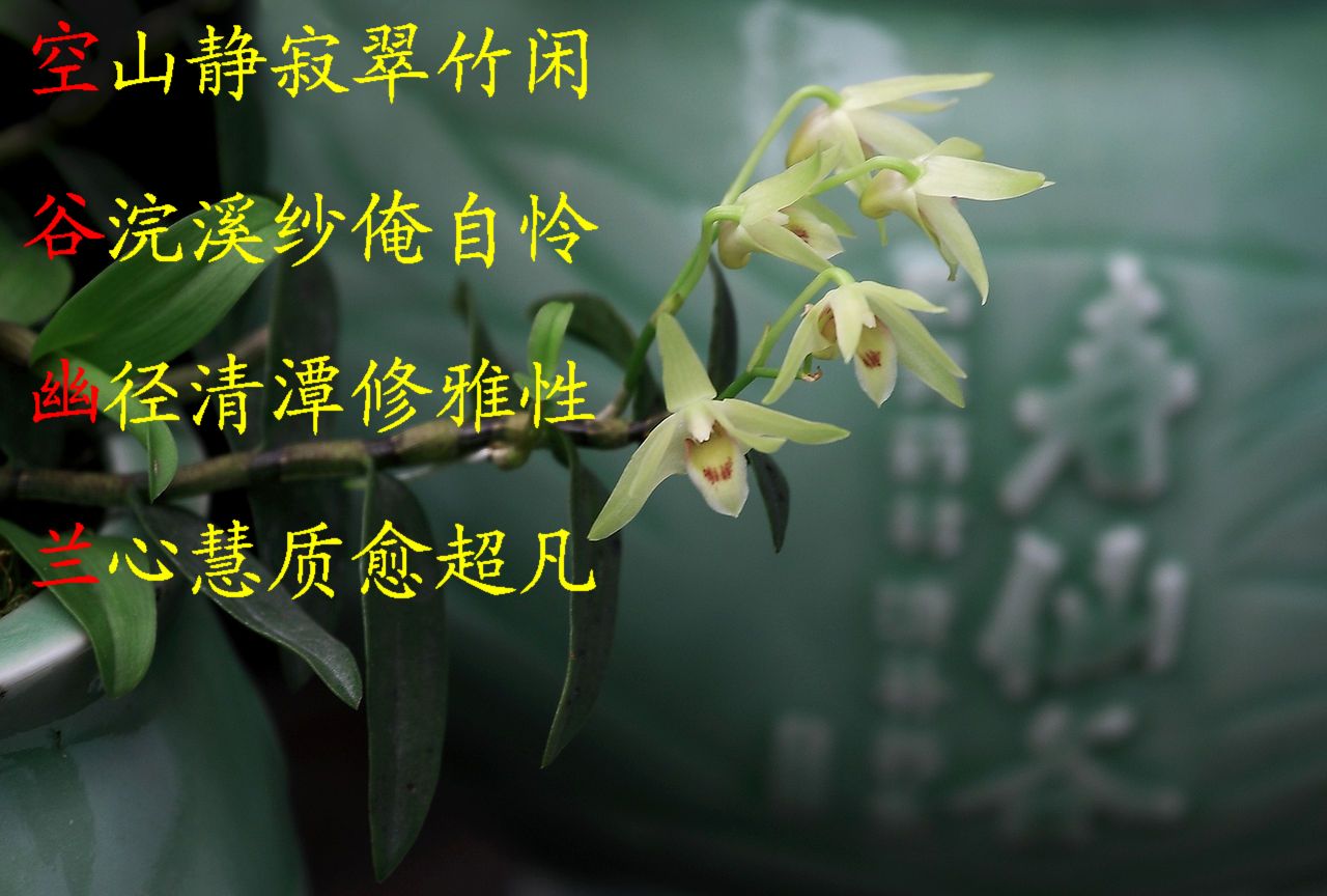 空谷幽兰完整版,一曲许巍的空谷幽兰