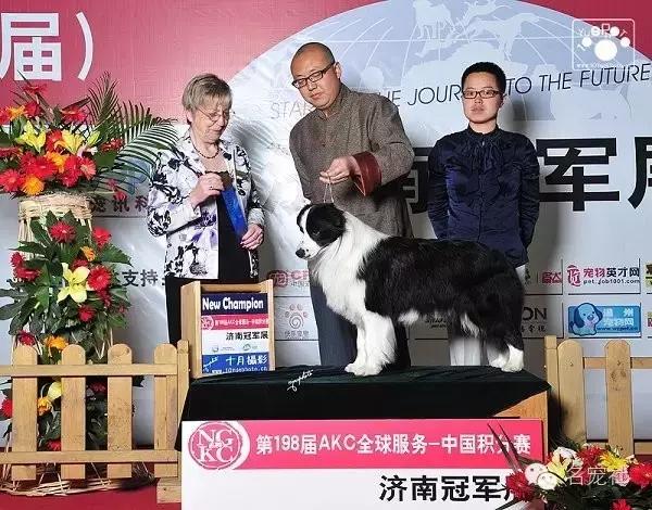 巴西淘淘老年犬,巴西淘淘幼犬狗粮