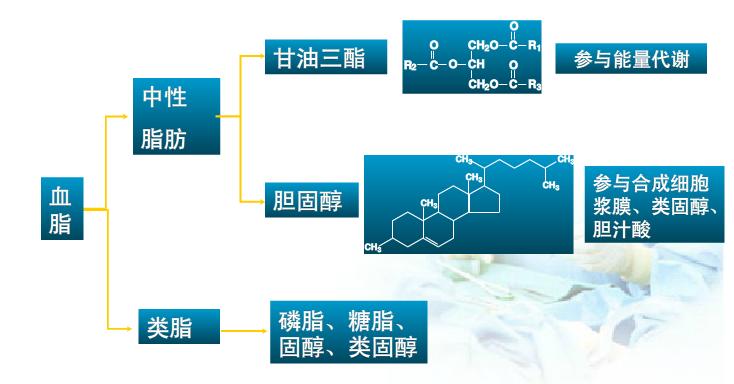 高血脂应该多吃什么血脂降得快,血脂高吃什么能降血脂