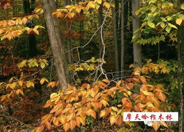 易县蔡家峪风景区有瀑布吗,易县蔡家峪景区人多吗