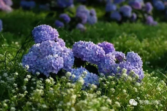你是苗木“老司机”？这些名字好听又漂亮的花木你认识几种？