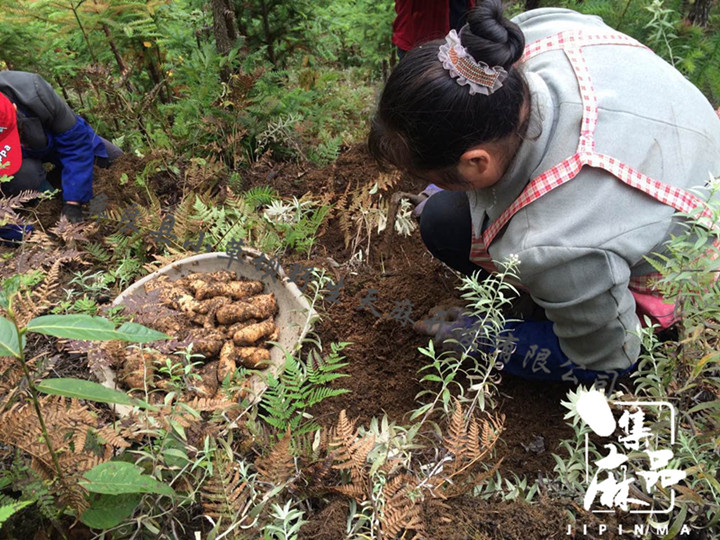 新鲜天麻如何储存,刚挖的天麻怎样储存