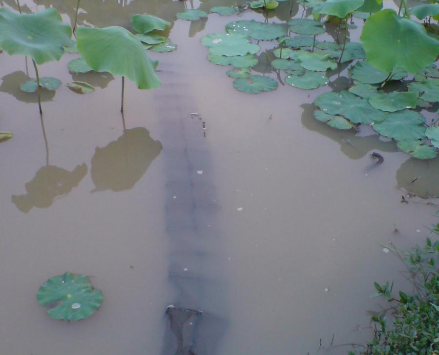 教你抓泥鳅黄鳝,手抓黄鳝技巧教学