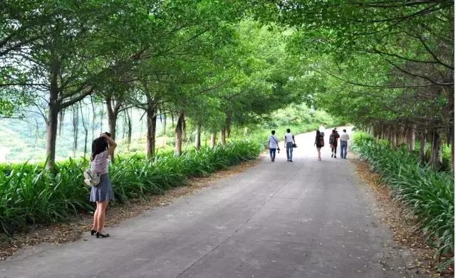 美哭了，金秋不去观音山绝对会后悔！