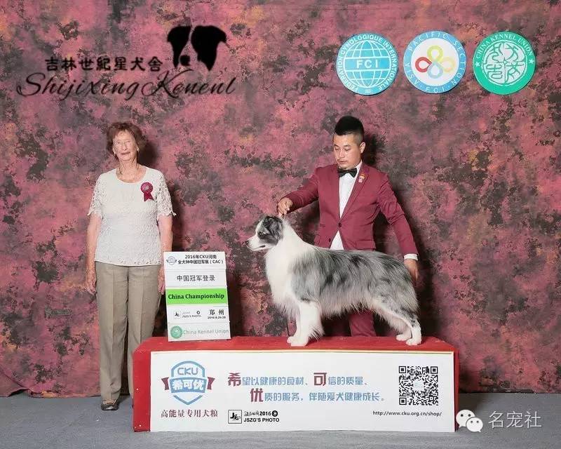 巴西淘淘老年犬,巴西淘淘幼犬狗粮