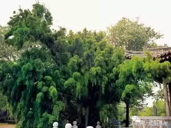 咸阳“十大树王”出炉！你知道几颗关于他的故事？