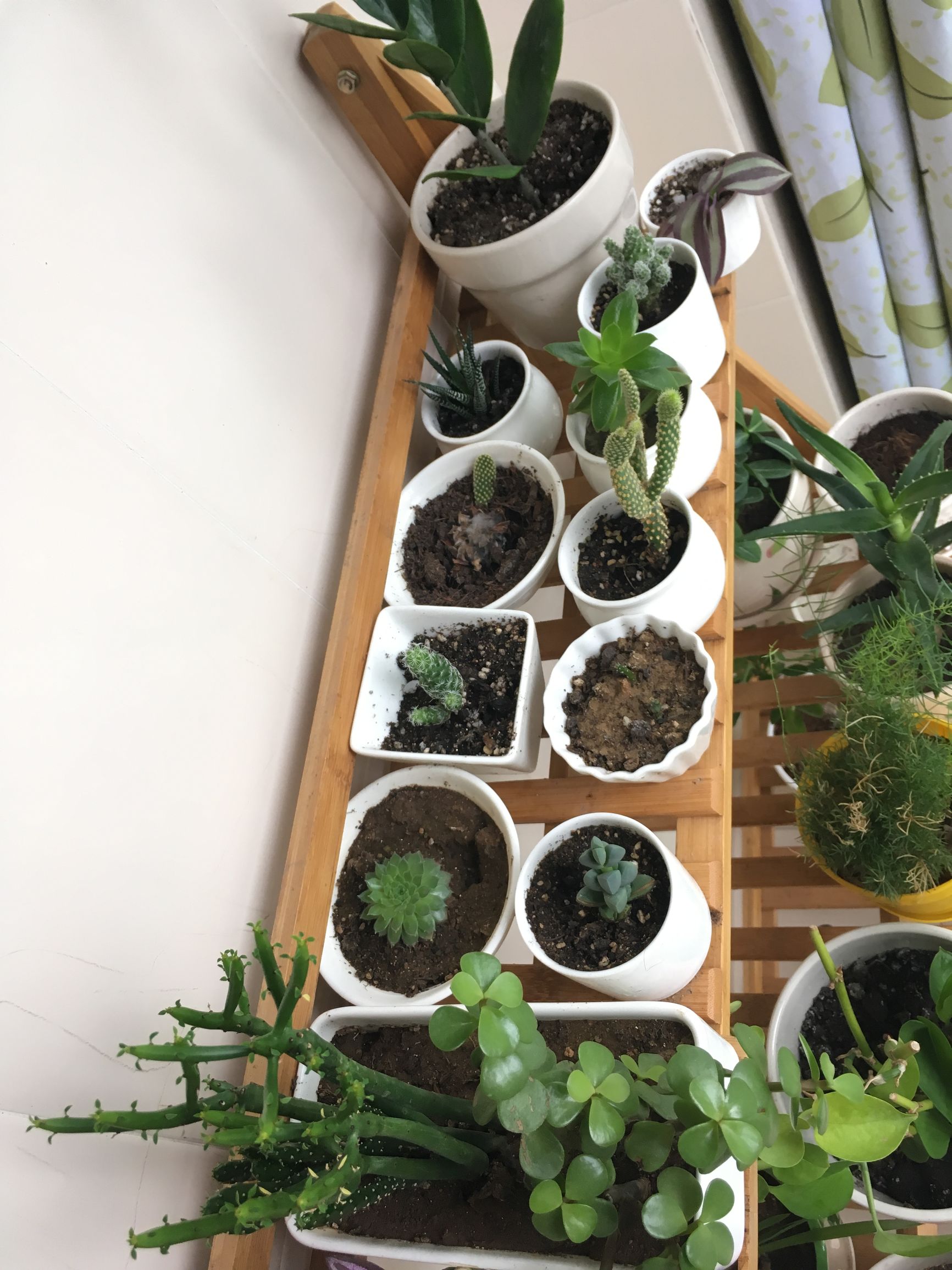 90后在阳台种菜,南京阳台种菜的真实感受