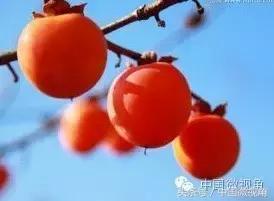 吃柿子喝奶中毒,柿子和酸奶真的会中毒吗