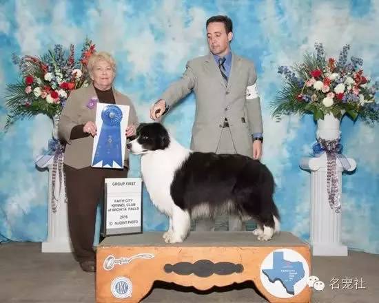 巴西淘淘老年犬,巴西淘淘幼犬狗粮