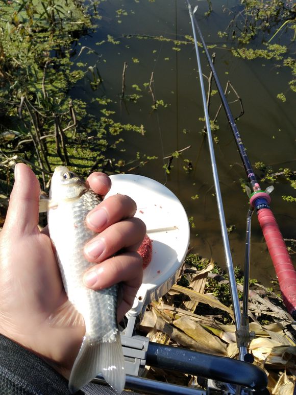 为了钓鱼跑了二十多公里算远吗,为钓鱼做过的事