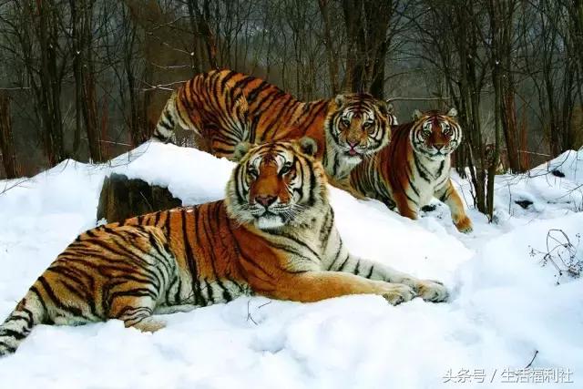 最能代表哈尔滨的图,哈尔滨城市形象符号