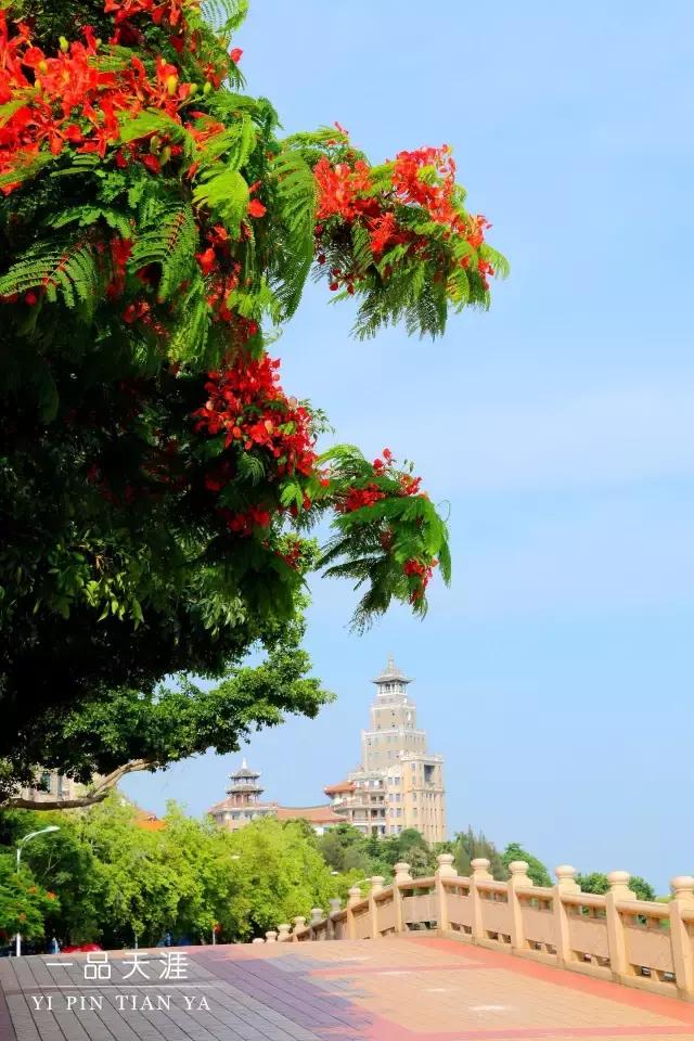 最美集美中学,集美中学长什么样