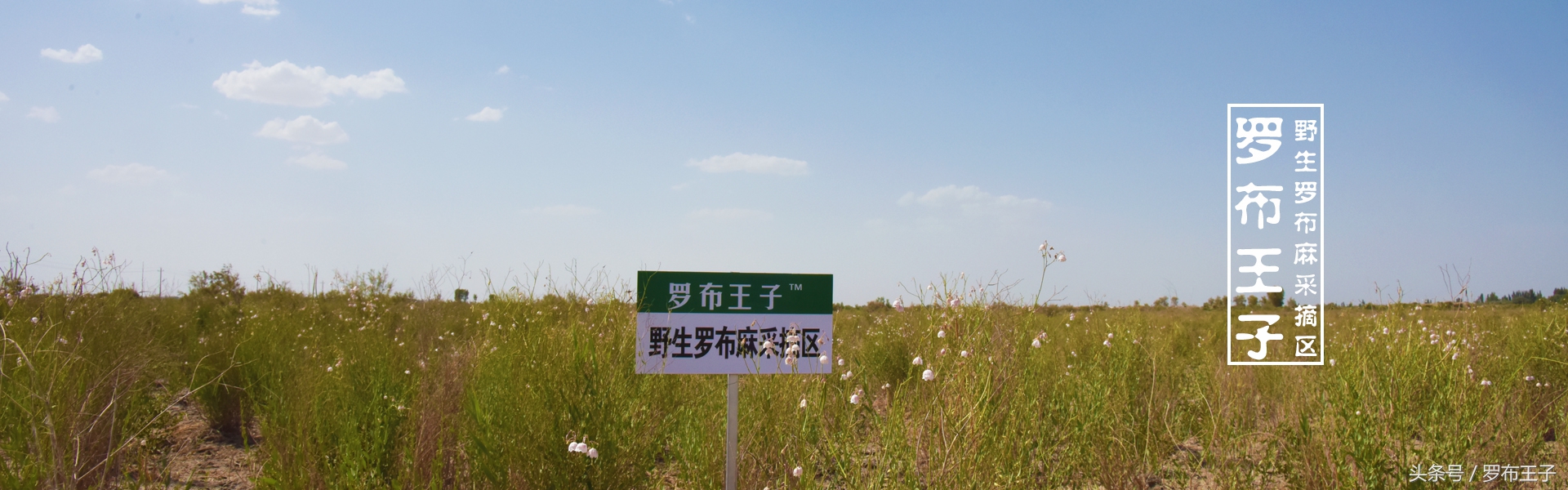 罗布麻茶有毒副作用吗,罗布麻茶真的很好吗