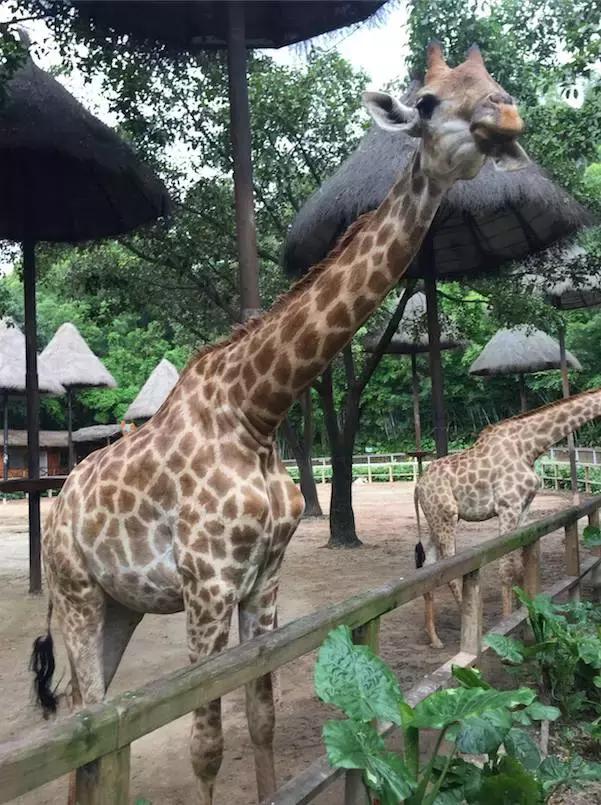 如何带孩子做旅行攻略,怎样带着孩子一起去旅行