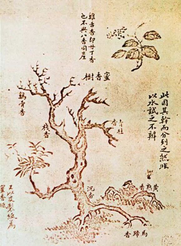 沉香别称,沉香名称大全